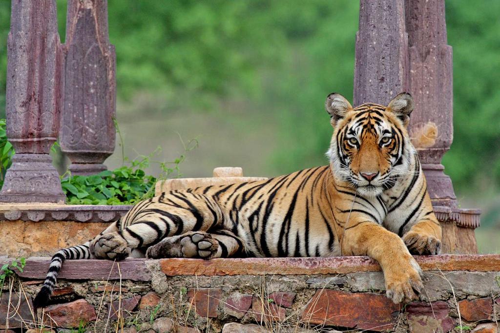 s_chandra_jr's tweet photo. So sad to know about the passing away of Queen of Ranthambore, the most photographed tigress. Such a powerful beauty https://t.co/p5vAKiYFBu