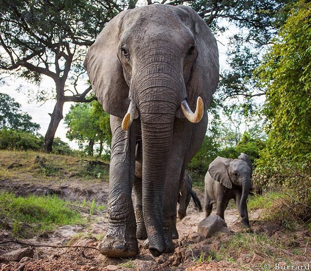 Elephants photographed with #BeetleCam in South Luangwa, Zambia. instagram.com/p/BJQTTP_hAym/