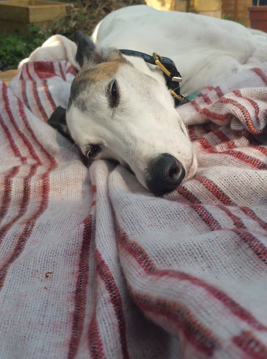RescuedHound's tweet photo. Another day, another blanket to sleep on... 💤💤💤 https://t.co/QnCAYVDSk4