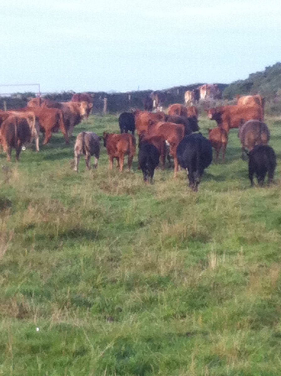 Andrew Robinson tweet media