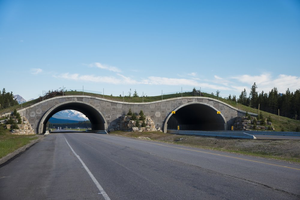 BanffNP's tweet photo. Guess where? RT @Canada: #DYK Canada has the safest highway in the world for animals, with more than 40 crossings? https://t.co/rNcgB9FLJZ