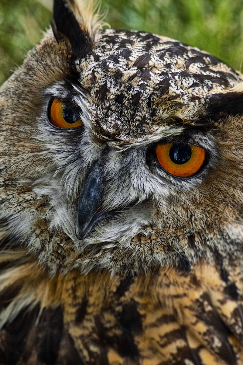 MarkHunterArts's tweet image. Had to post another one of the Beautiful Hawk Owl at the Ripley Show near #Harrogate. #Yorkshire