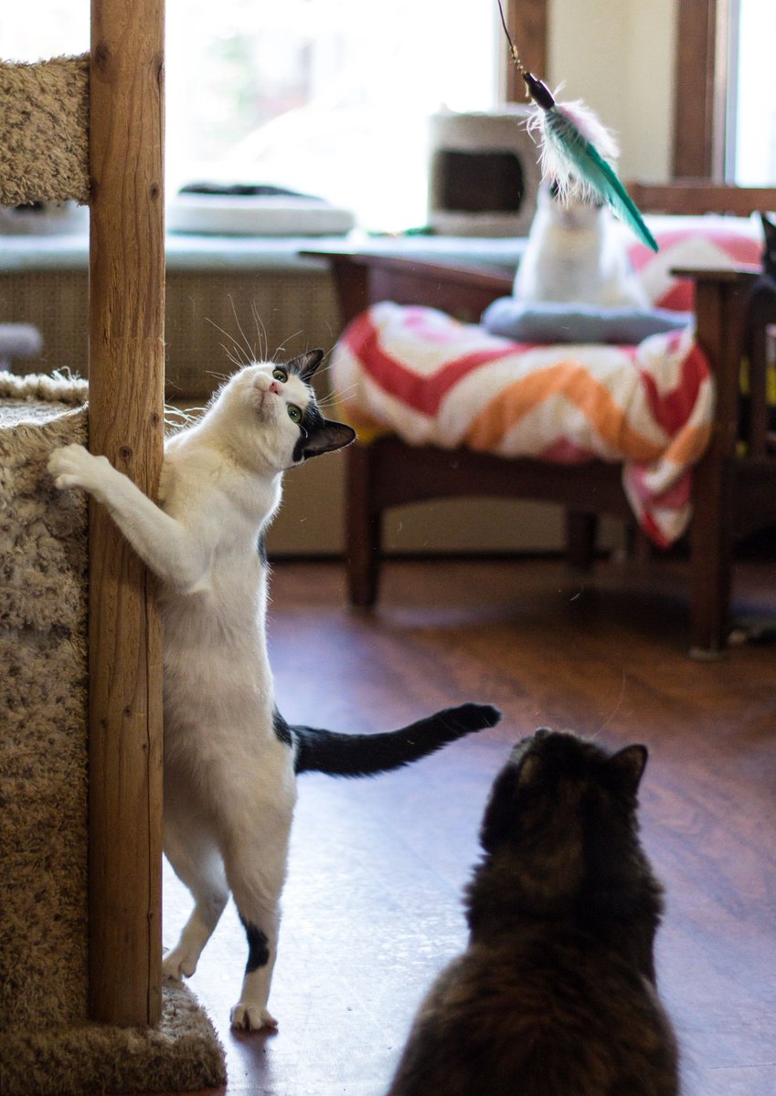 Adoptable Peanuts competes for a gold medal in competitive feather-catching. #CatOlympics #CatRescue #CatsOfTwitter