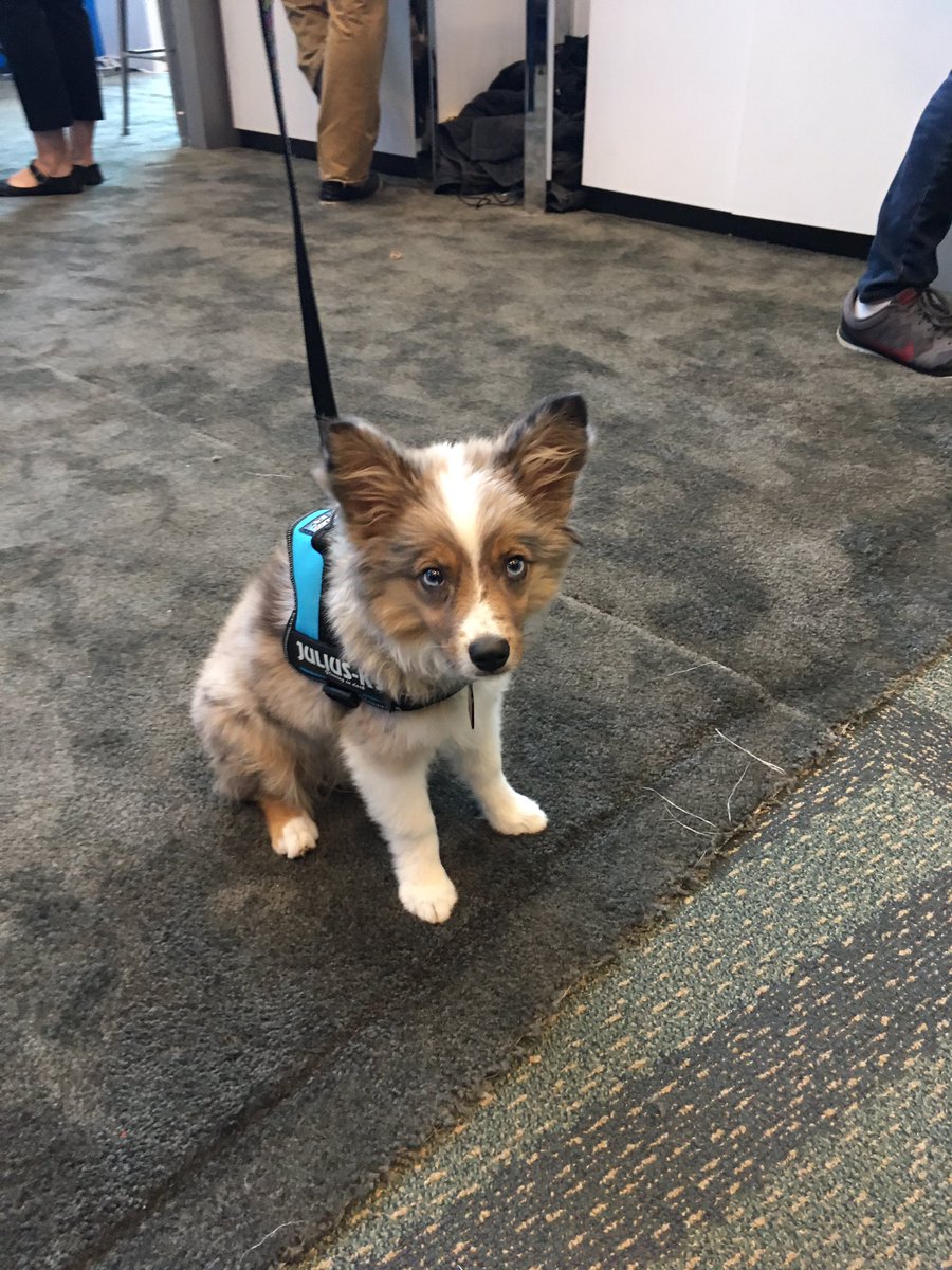 CyberInfused's tweet photo. Cutest IDF attendee #IntelDCZone #IDF16 https://t.co/3qDMv9PVqV