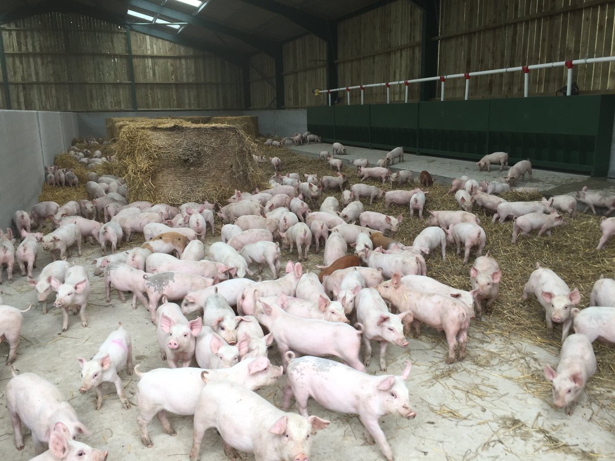 HighHaggFarm's tweet photo. First batch of B&amp;B pigs @HighHaggFarm  #Farm24 https://t.co/VKkVlWSOBn