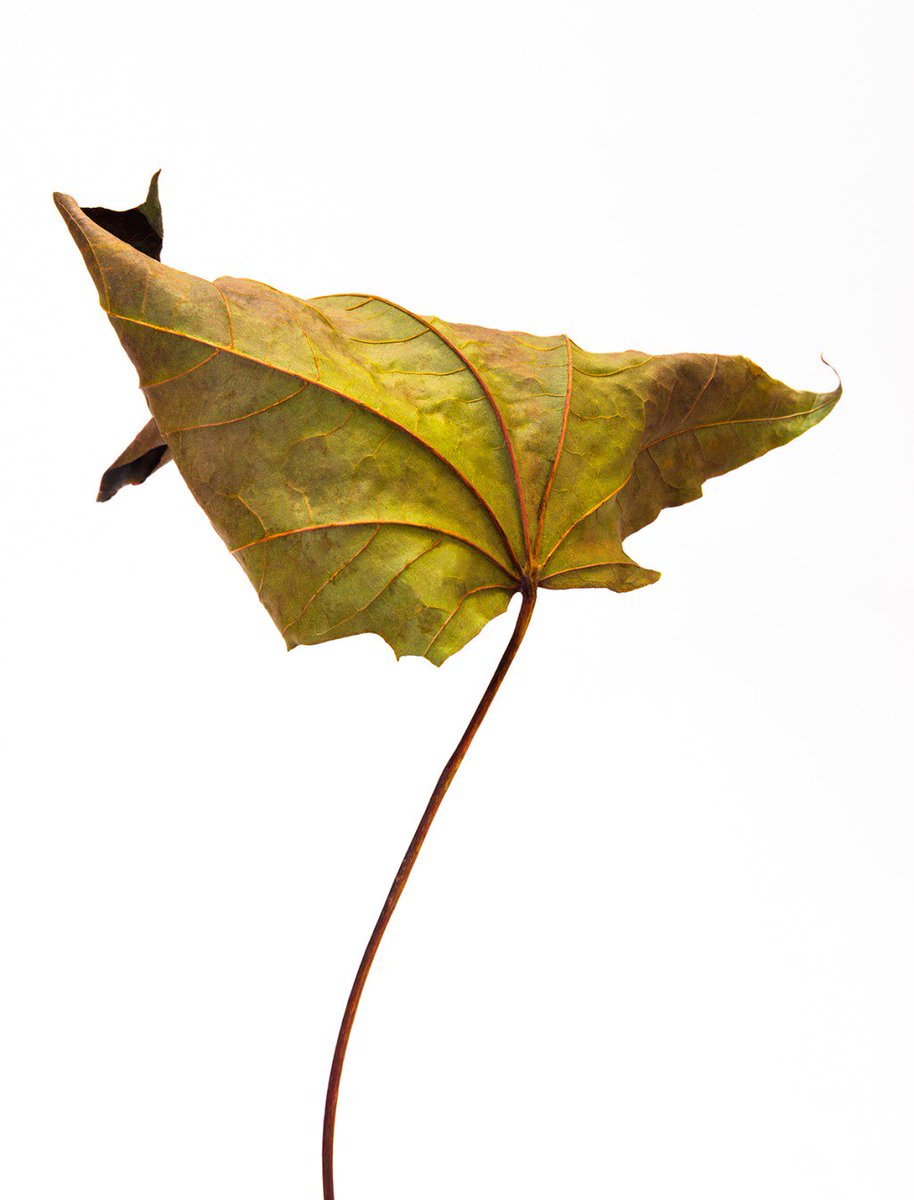 Already the leaves are beginning to fall. Such beauty in decay. iaincrockart.wordpress.com/2016/08/18/bea…