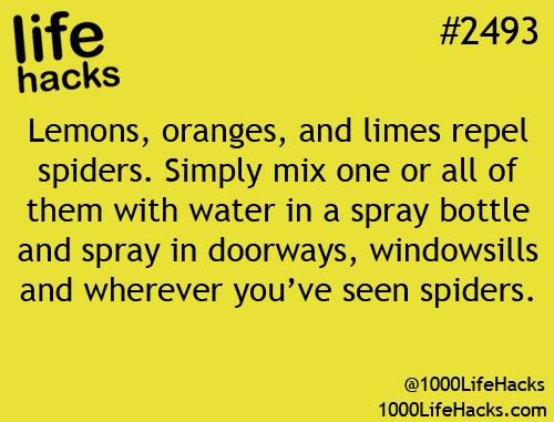 DesertWebExt_EC's tweet image. Try out this #LifeHack to keep spiders at bay! #PestControlServices #PestControl