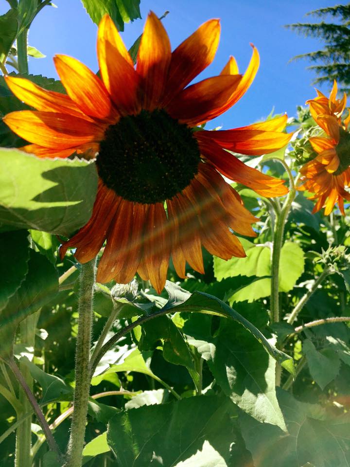 CheltenhamMower's tweet photo. Planting sunflowers always makes me happier! #springhassprung #Gardeninghour #extrasunshine #FlockBN https://t.co/5IxLTVz5j5