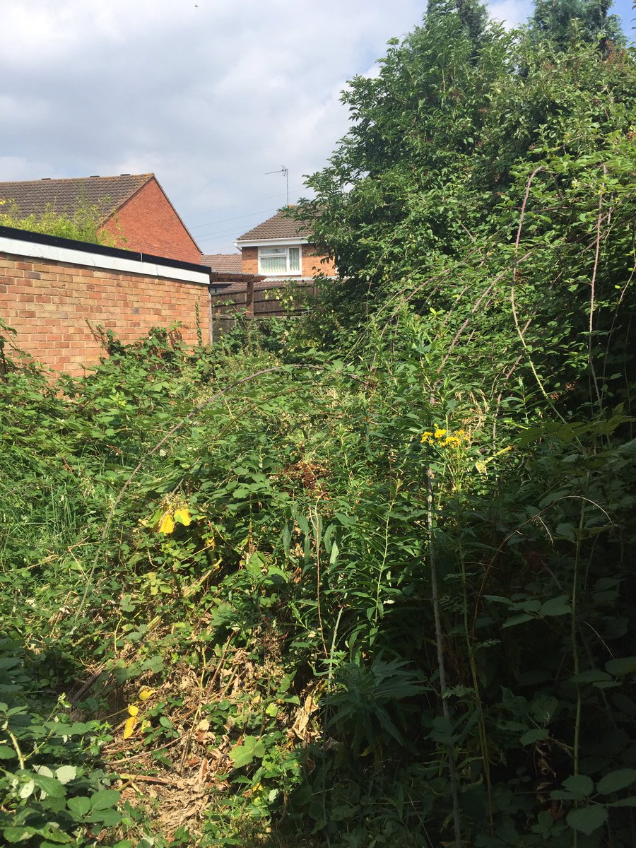 UnderFlowerPot's tweet photo. #extremegardening #transformation #summertime https://t.co/v2XoIFpYpv https://t.co/aVxhFjw28N