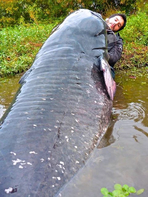 モンハンかよｗヨーロッパオオナマズが化け物級すぎてひと狩り行けそうｗｗｗ