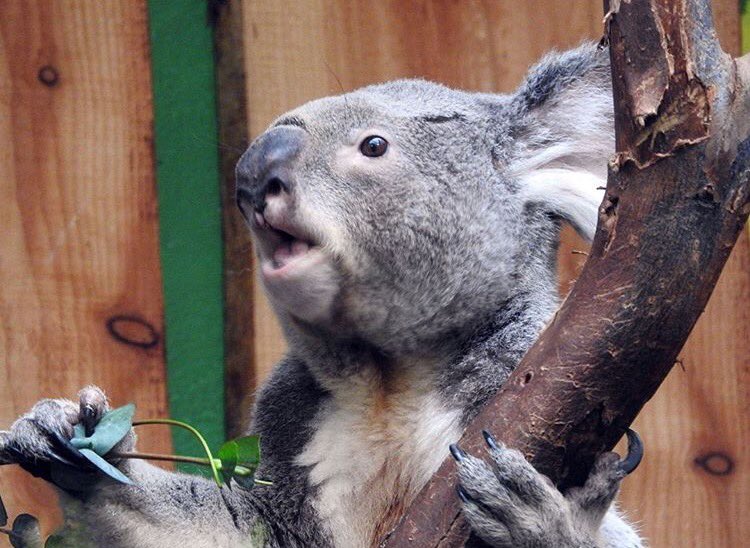 shopkoexist's tweet photo. Help save koalas &amp; children by wearing Koexist 🐨💘 

Shop now at https://t.co/I8PM4qNCCn https://t.co/zsSpP4kfxM