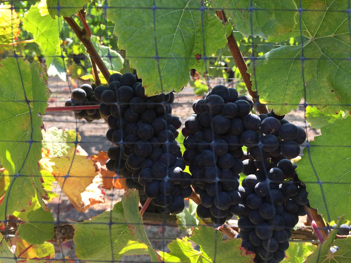 First glimpse of the 2016 RASI Pinot