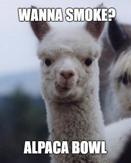 EDIT_headshop's tweet photo. It’s almost Friday… 🌱🌳🌲🌿🍁🔥🌬💨🌫 #stonermeme #tokejoke #animalpun #thillythursday #weshouldsmoke #everyonedoesit https://t.co/GOY3lkmSfQ