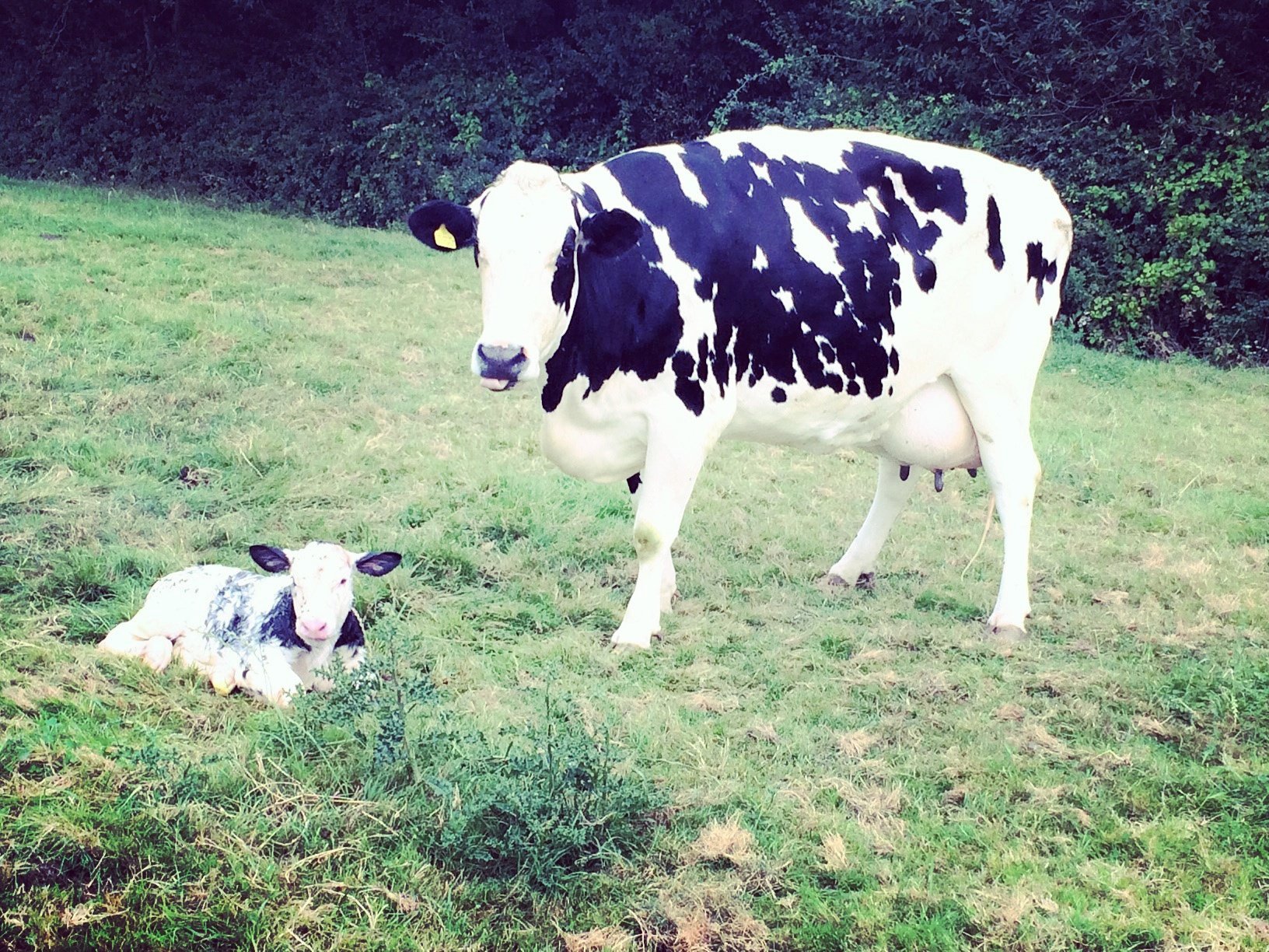 Mead Farm Foods on Twitter "Autumncalving has started already