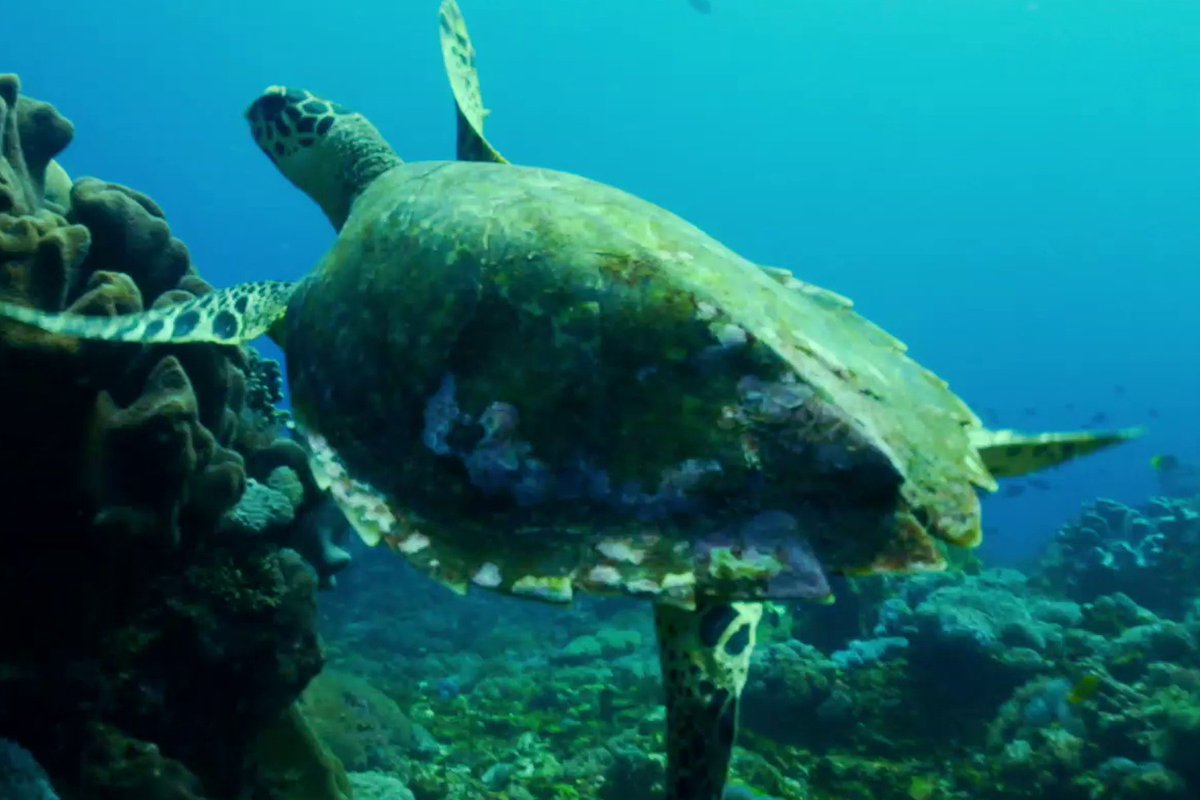 Need cheering up? Check out this documentary focused on climate change solutions! dailyplanet.climate-kic.org/explores-pheno…