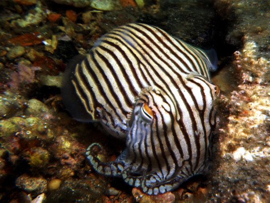 Ecouterre's tweet photo. Squid teeth hold the secret to sustainable textiles that REPAIR themselves when they rip https://t.co/7ssZuxes2f https://t.co/iavID46S1l