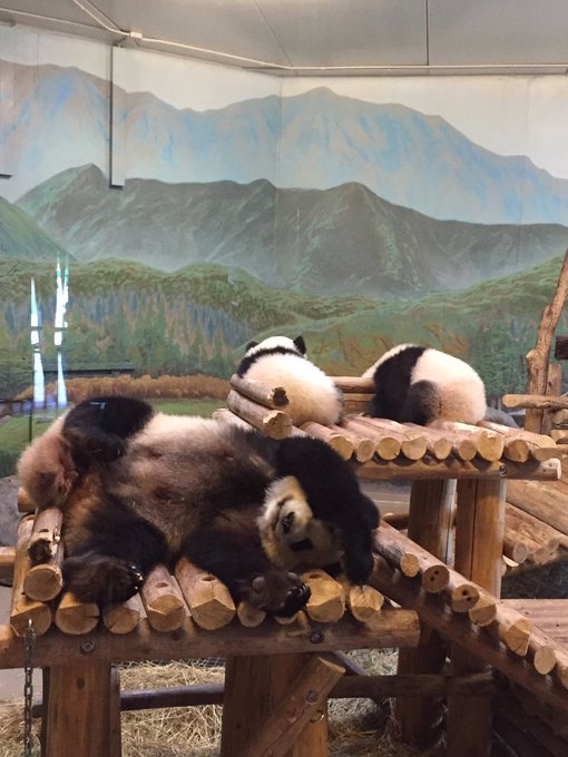 PANDAS. OMFG YOU GUYS BABY PANDAS. https://t.co/oe2gGN1wOs