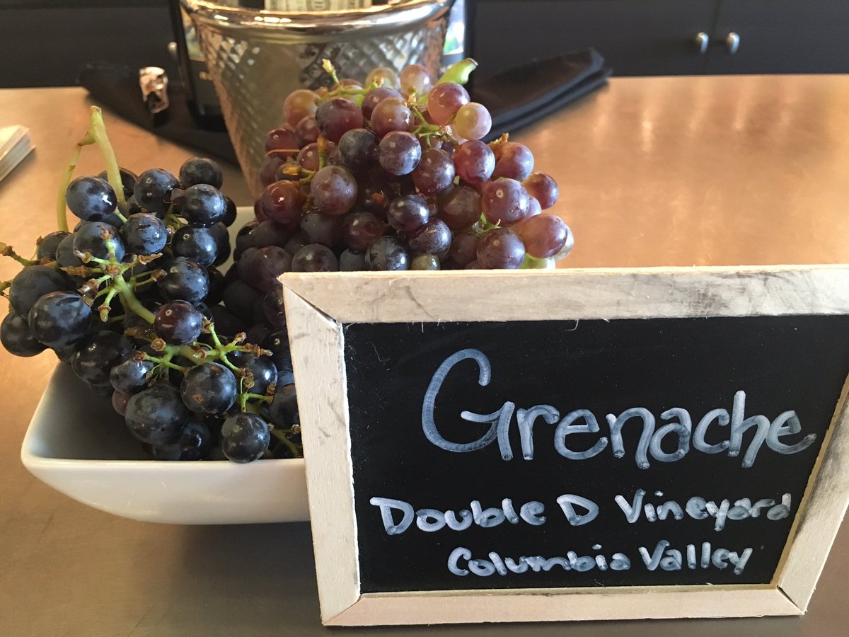 RockyPondWinery's tweet photo. Some tasty #Grenache grapes in the tasting room today. #earlydrop #harvestiscoming #WAWine https://t.co/nUqjw9jOO4