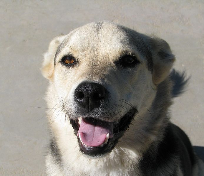 Discover the many benefits of Grain Free Dog Food bit.ly/2aOe4G5 via <a href="/Timeforpaws/">Time For Paws</a> #DogFood