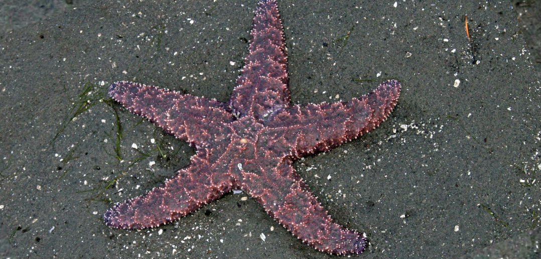 Cowichan ValleyVoice tweet media