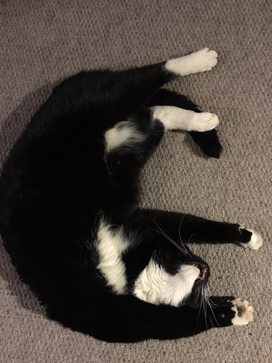 Mally The Ex Pub Cat tweet media
