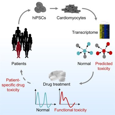 CellStemCell's tweet image. Online Now: risk stratification for drug cardiotoxicity using patient-derived iPSCs, Wu lab cell.com/cell-stem-cell…