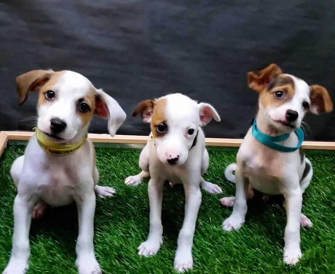 hawaiianhumane's tweet photo. Jazz, McKenzie and Rio are the most adorable triple threat going for gold. #HawaiianHumane #OptoAdopt https://t.co/21b9KAQuXi