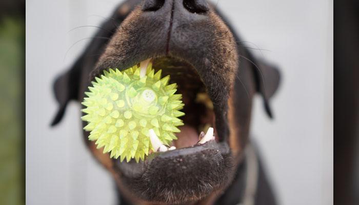 kid swallows dog toy