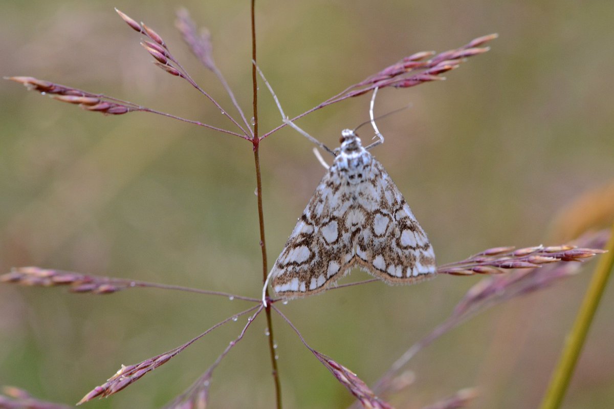 mogobriain's tweet photo. #Antler #BurnishedBrass #ScallopedOak #BrownChinaMark in 54 moth species from July #Dooniver - id by @CuilAodhaHammy https://t.co/U9Kk9DZ53V