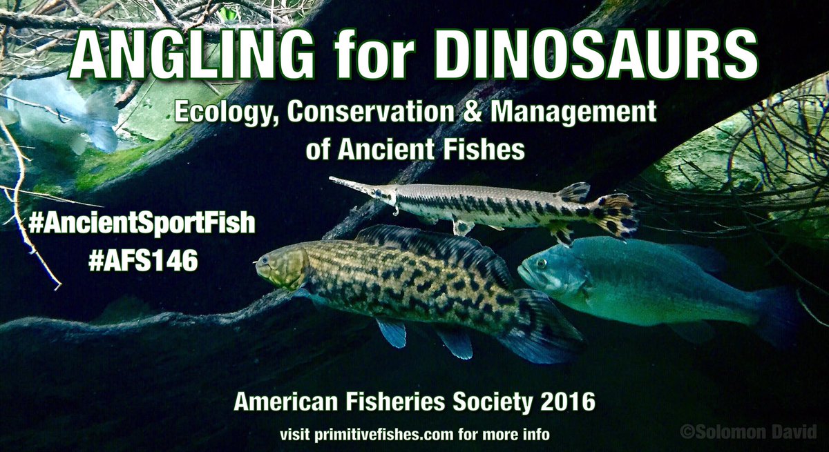 Ancient Fishes <a href="/AmFisheriesSoc/">American Fisheries Society</a>! Follow #AncientSportFish #AFS146, schedule here bit.ly/2bBw20K pls share!