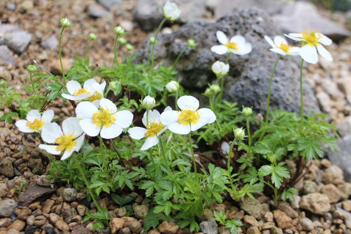 咲くやこの花館 على تويتر 高山植物室に梅の様なお花が こちらは チングルマ というバラ科のお花です 長い毛のある種が稚児の風車に似ている事から別名 稚児車 とも呼ばれています なんだか優しい印象のお花ですね 咲くやこの花館 Flowers