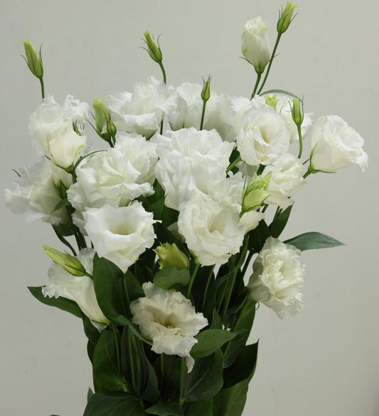 Focusflower tweet picture