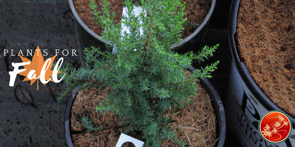 The earlier in fall you plant, the more success you'll have! Here's our fall guide: goo.gl/wKzV9U #ROC