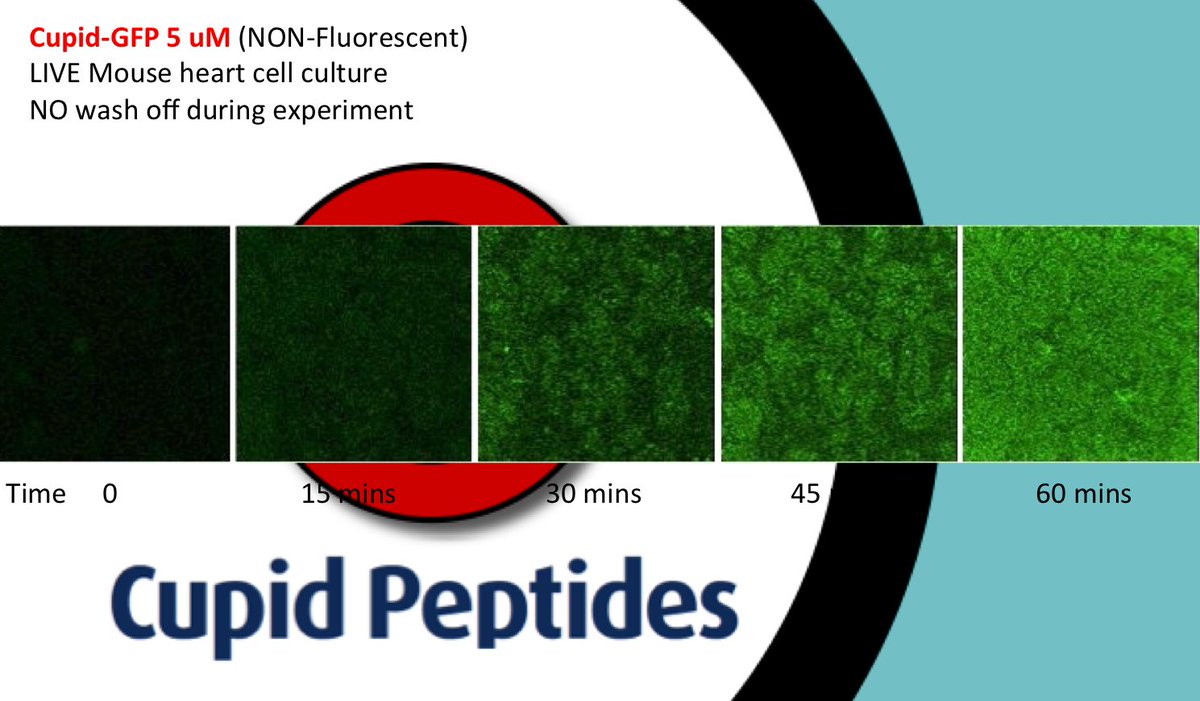 CupidPeptides's tweet photo. Cupid Peptides CEO Jonny Ryves unveils cell penetrating GFP technology at Peptide Showcase https://t.co/k2rAXFKpKY https://t.co/PMAeRdLuNT