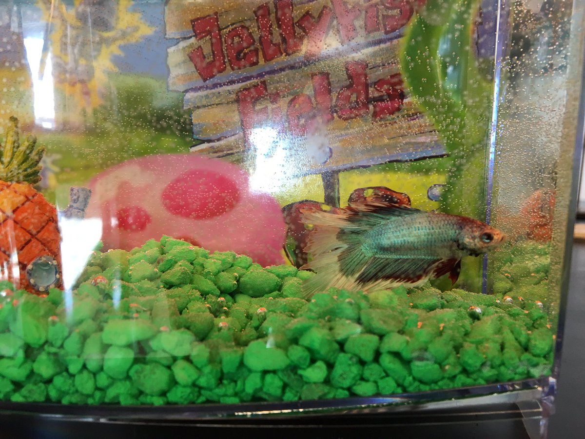 clayton_biology's tweet photo. #classpet #biofish I couldn't resist... He's orange and green! @atmsenior @WSekurity https://t.co/LfeaXgr7KD