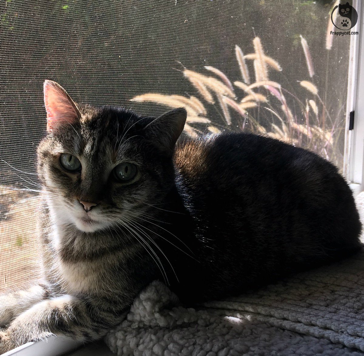 Frappycat's tweet photo. Summer breeze, makes Roxy feel fine, blowing through the catnip in her mind.

#frappycat https://t.co/mpg3ilzZzv