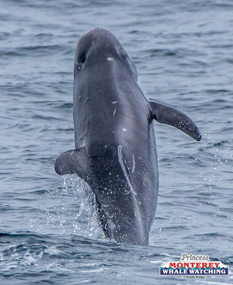 MontereyWharf's tweet photo. Princess Monterey Whale Watching shares this great picture August 17th: Humpback Whales &amp; Risso Dolphins! https://t.co/5DrgvuQe73