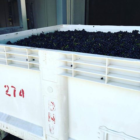 #SantaBarbara's #Harvest16 in effect: <a href="/ByronWinery/">Byron Winery</a> harvested <a href="/SolomonHills/">Solomon hills</a> #pinotnoir today! <a href="/BienNacido/">Bien Nacido</a> <a href="/KJWines/">Kendall-Jackson</a>
