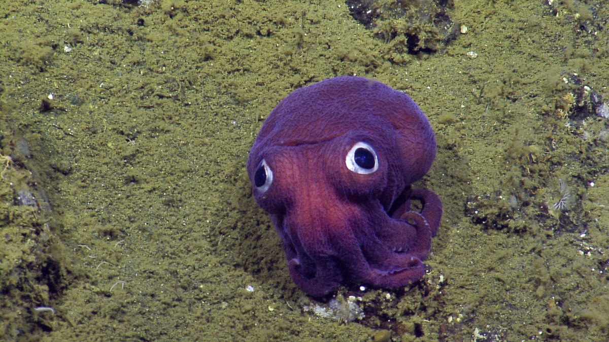 fotogAP's tweet photo. Photo of Stubby Squid discovered in SoCal coastal waters just moved on AP wire.  Really cute! https://t.co/HCaEVh2fdl