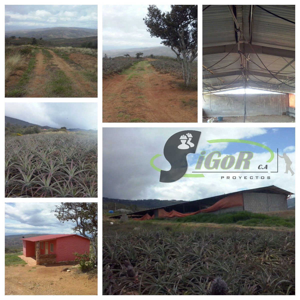 ProyectoSigor's tweet image. Se vende finca productiva, ubicada en el sector de lomas altas en Capacho Libertad #Táchira. Información 04247709325