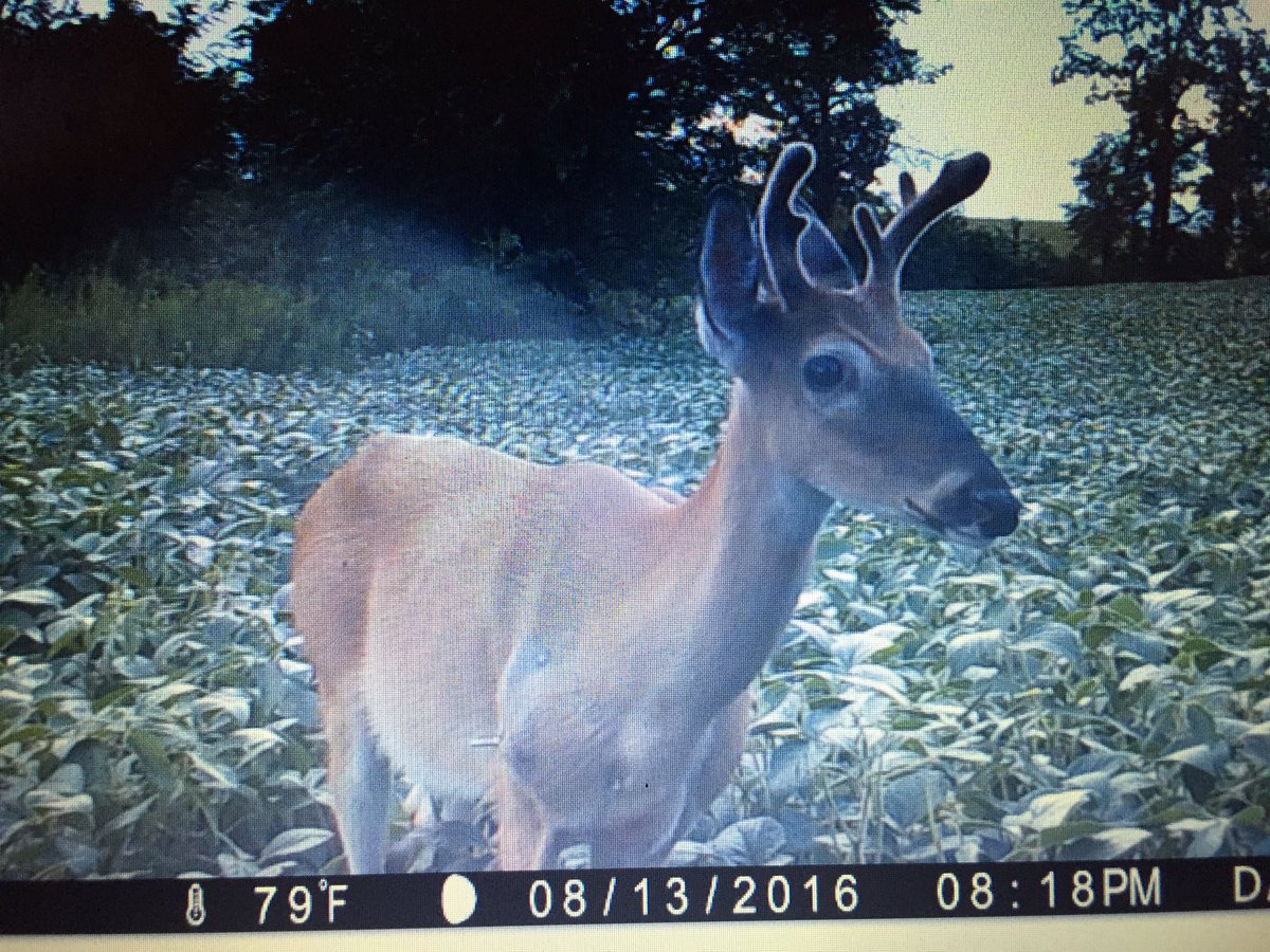 Hate to see this but goes to show just how tough these animals are! Arrow coming out of the shoulder! <a href="/RedArrowTV/">Red Arrow</a>