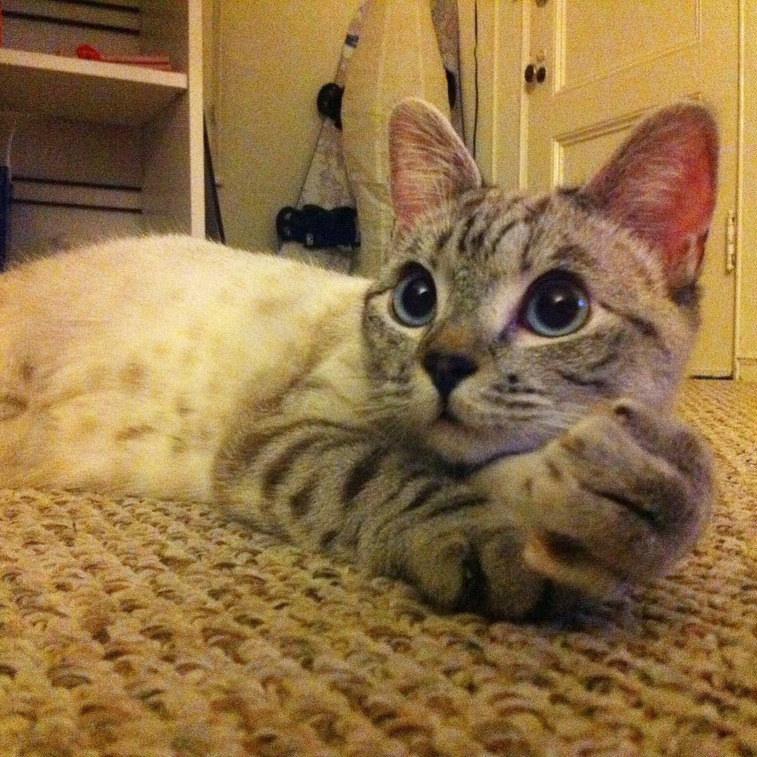 Nala_cat on Twitter "https//t.co/NRj0YggI92"