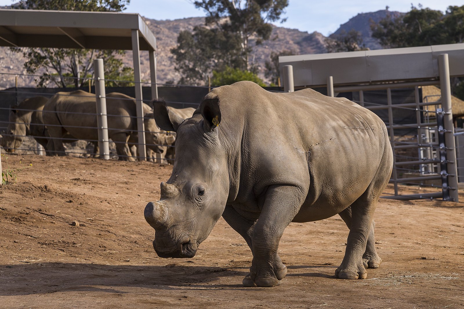 Rhinos at Nikita Kahn Rhino Rescue Center at the San Diego Zoo