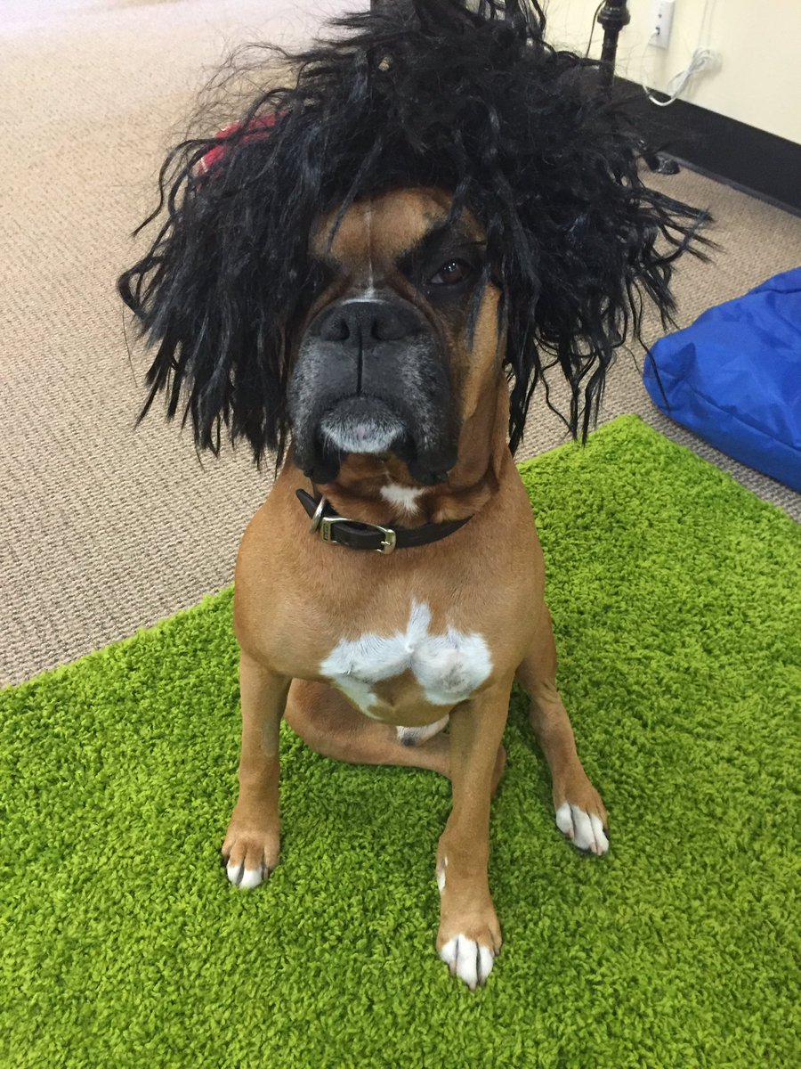 ChiefK9Officer's tweet photo. As office mascot it's my duty to look good! #office #dogfriendly #mascot #workingdogs #dogsatwork https://t.co/2NbvSLzavb