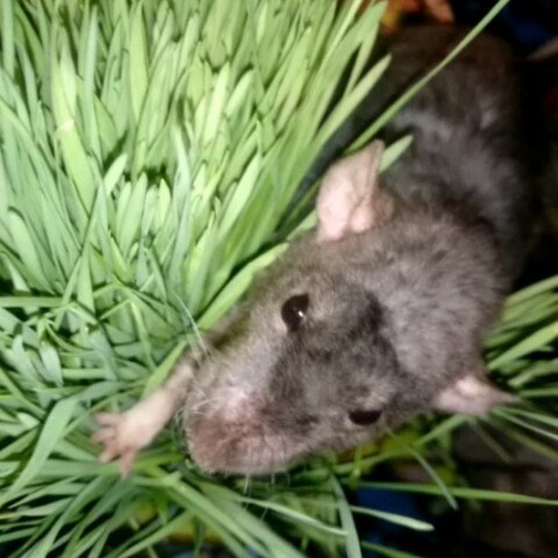 RatsForPets's tweet photo. Wheatgrass treat #ratsforpets #petrats #ratsaspets #ratparents #ratsofig #ratsofinstagram … https://t.co/A66JqD2XzE https://t.co/IqRF4xFvQF