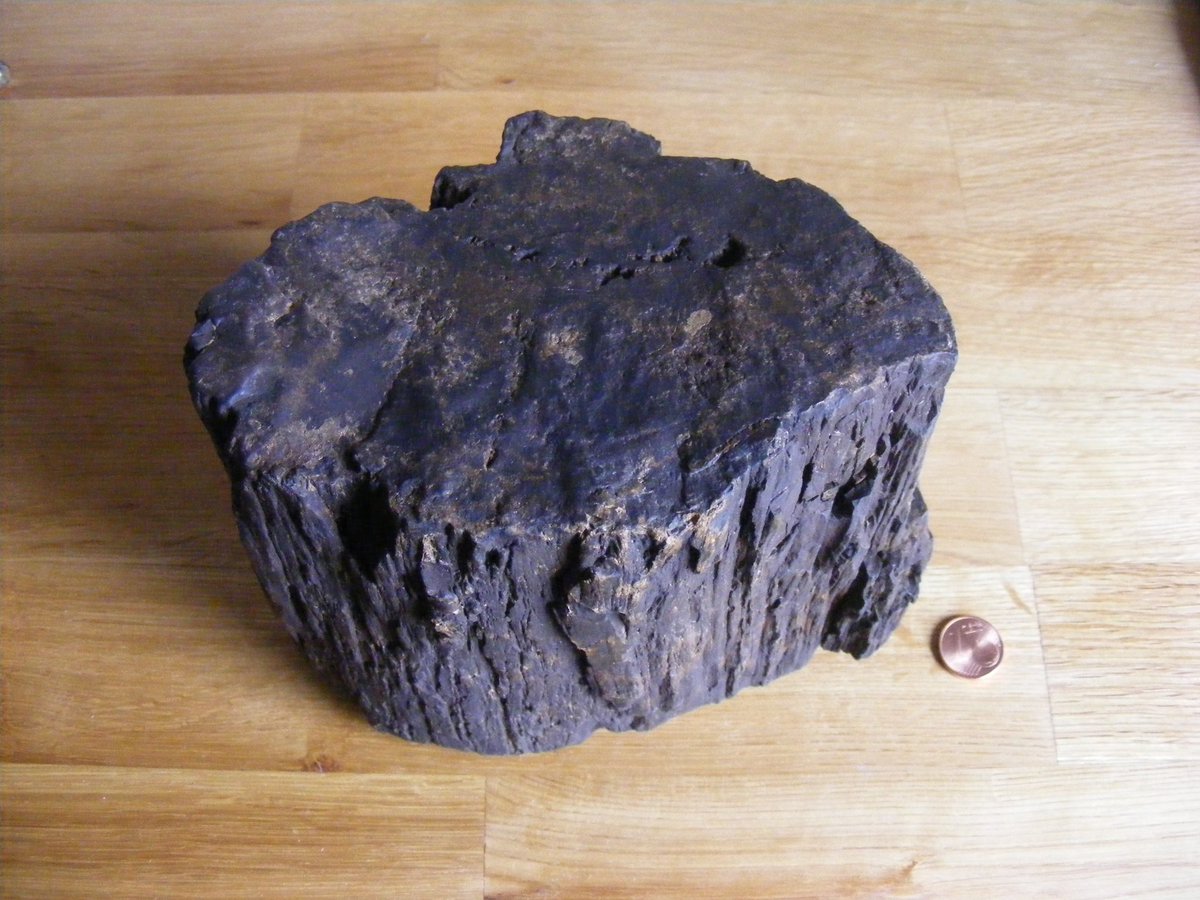 Sparrersway's tweet image. Whenever you think you have seen it all something new crops up: #fossilwood #streamlarking