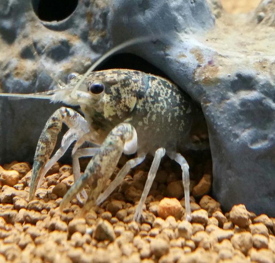 ザリガニの寿命は何年 3種類を調べたけど微妙に違っていたよ せきさるぶろぐ