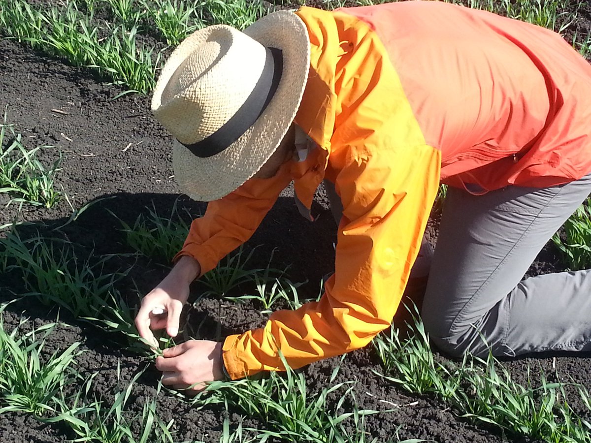 andy_borrell's tweet image. Better understanding early vigour in barley at Hermitage @theGRDC @QAAFI @DrHikov