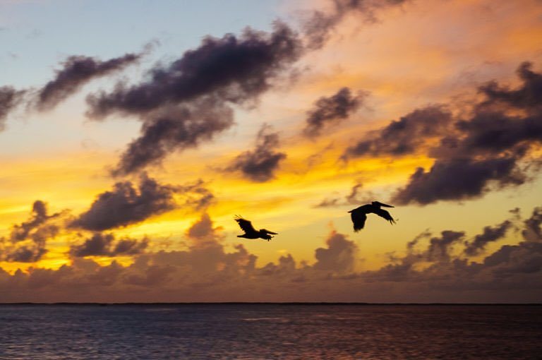 kenworley's tweet photo. Pelicans at sunrise. #kw366 #photoaday2016
.
.
.
.
.
.
#ncoutdoor_inc @ncoutdoor_inc #naturenc #saltlife #sunrise #… https://t.co/th7aMhN1PR
