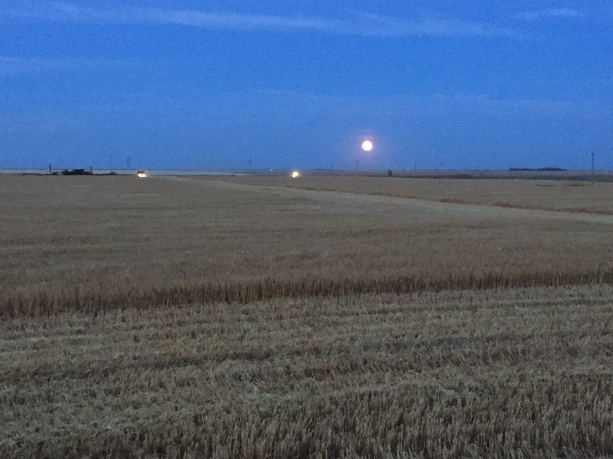 incugneto's tweet photo. #harvestmoon #peasdone #barleytime https://t.co/MwwSEQRRnI